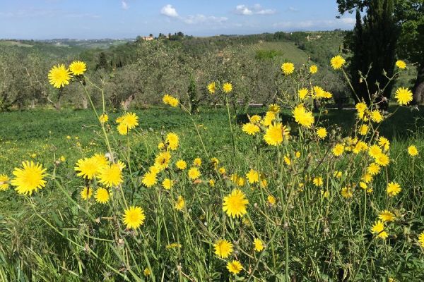 K Tenuta Sticciano   6